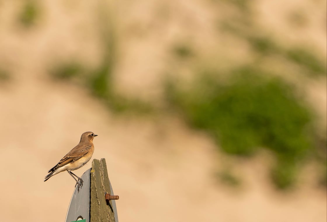 _DSC4036